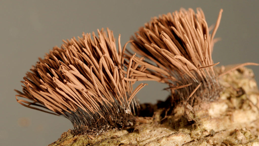 Stemonitis axifera