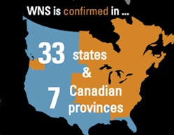 WNS graphic