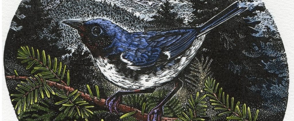 Joanne Price's black-throated blue warbler. Sales benefit KNLT.
