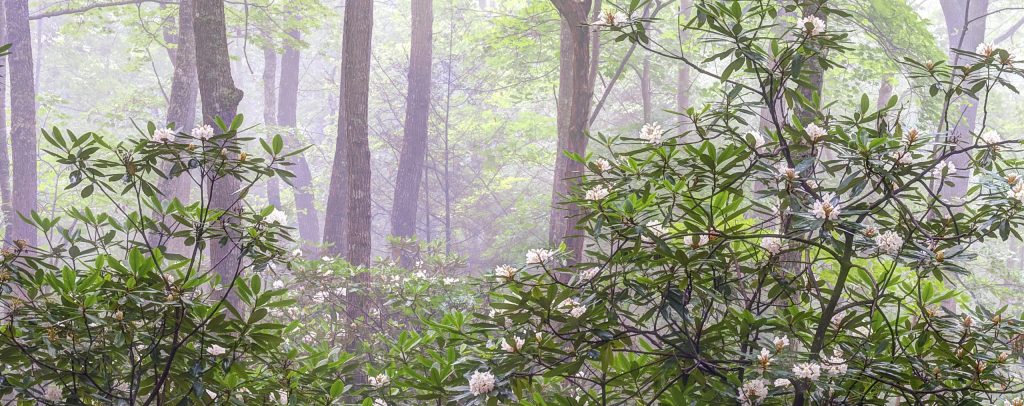 A foggy view of the forest on Pine Mountain.