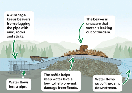 Beaver Deceiver device illustrated diagram 