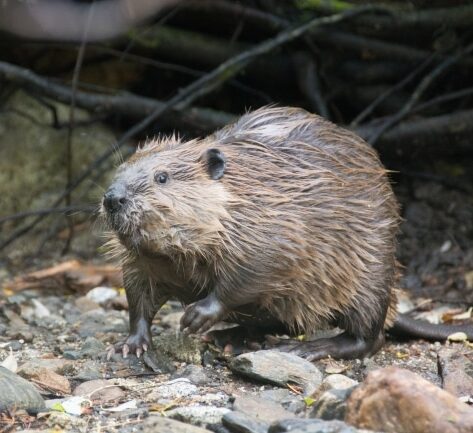 American Beaver on a rocky ground
