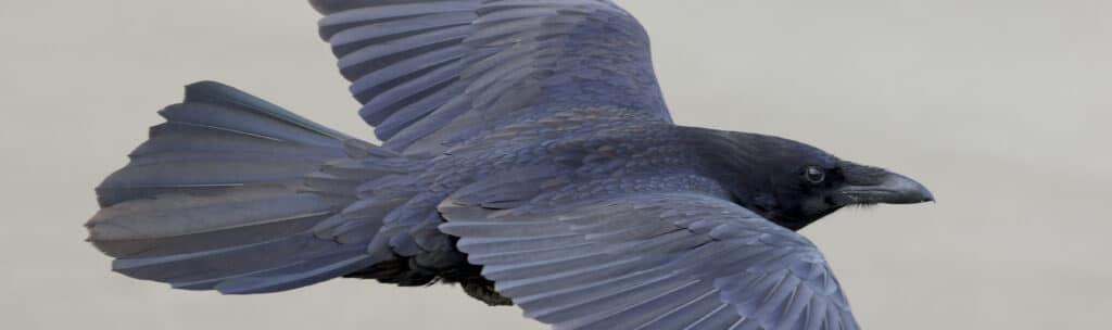 Black common raven in flight