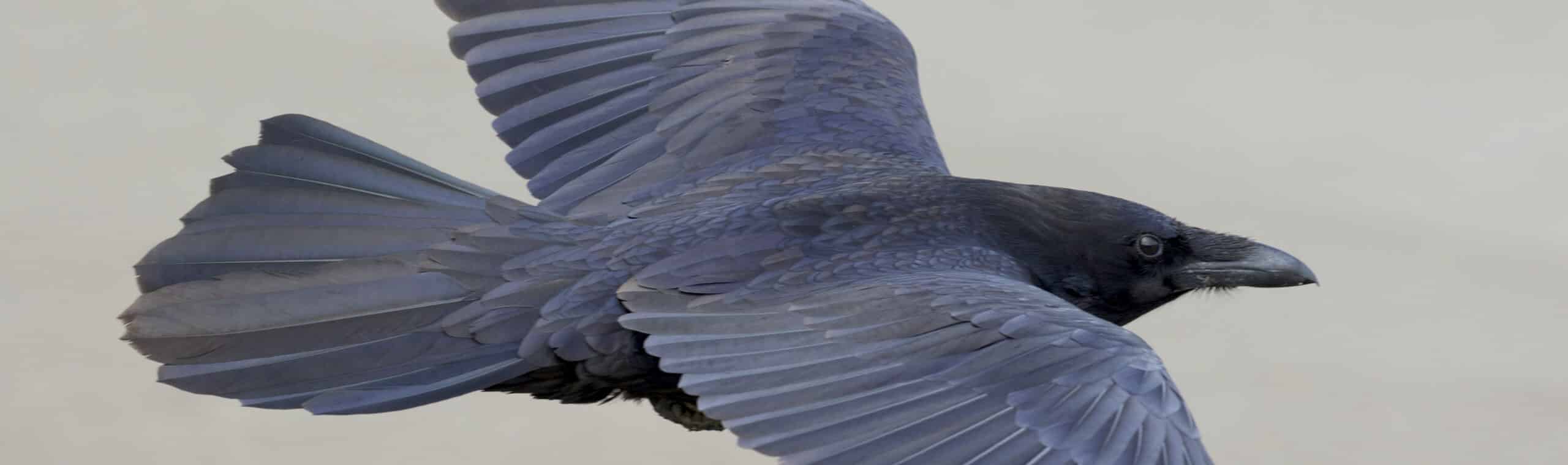 Black common raven in flight