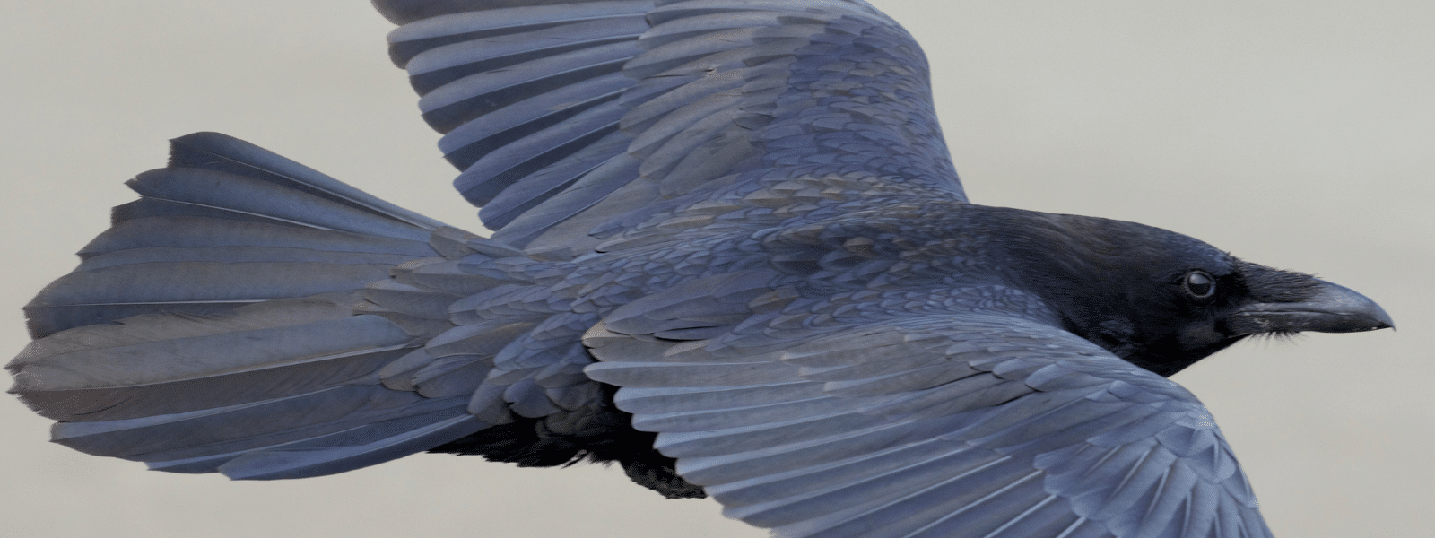 black common raven in flight against gray background