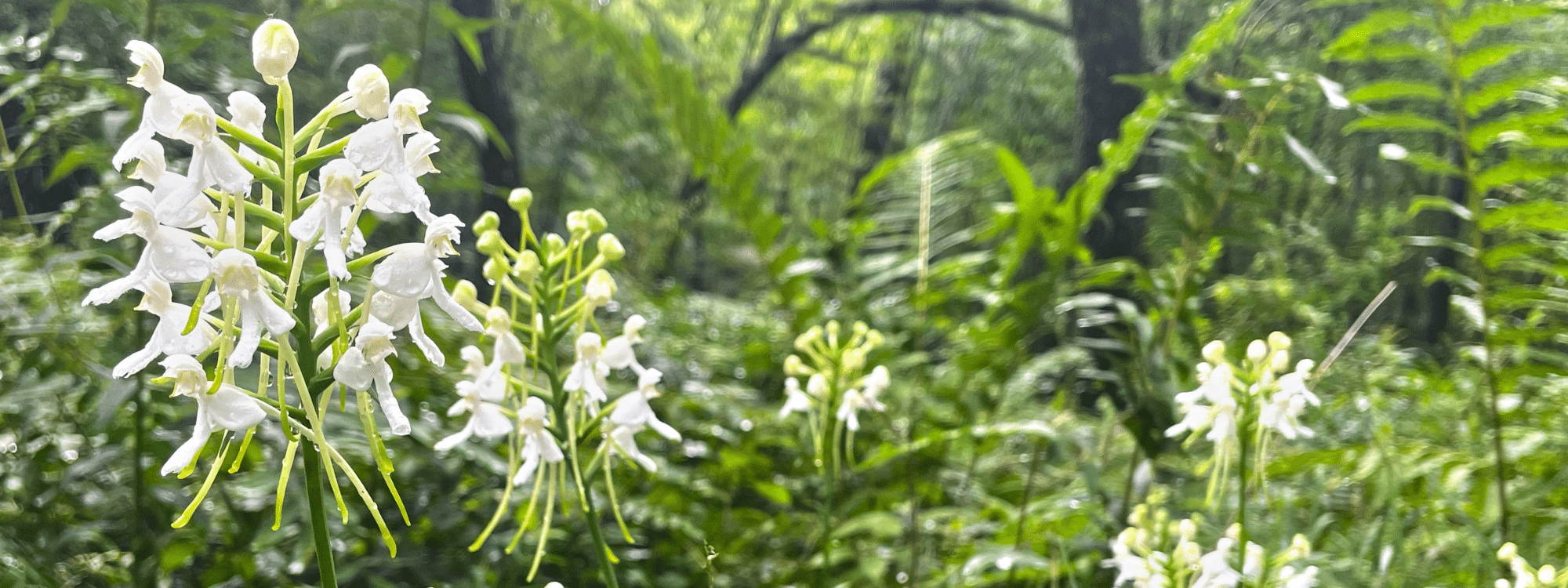 Spring_appeal_Slider_template_1600x600-2