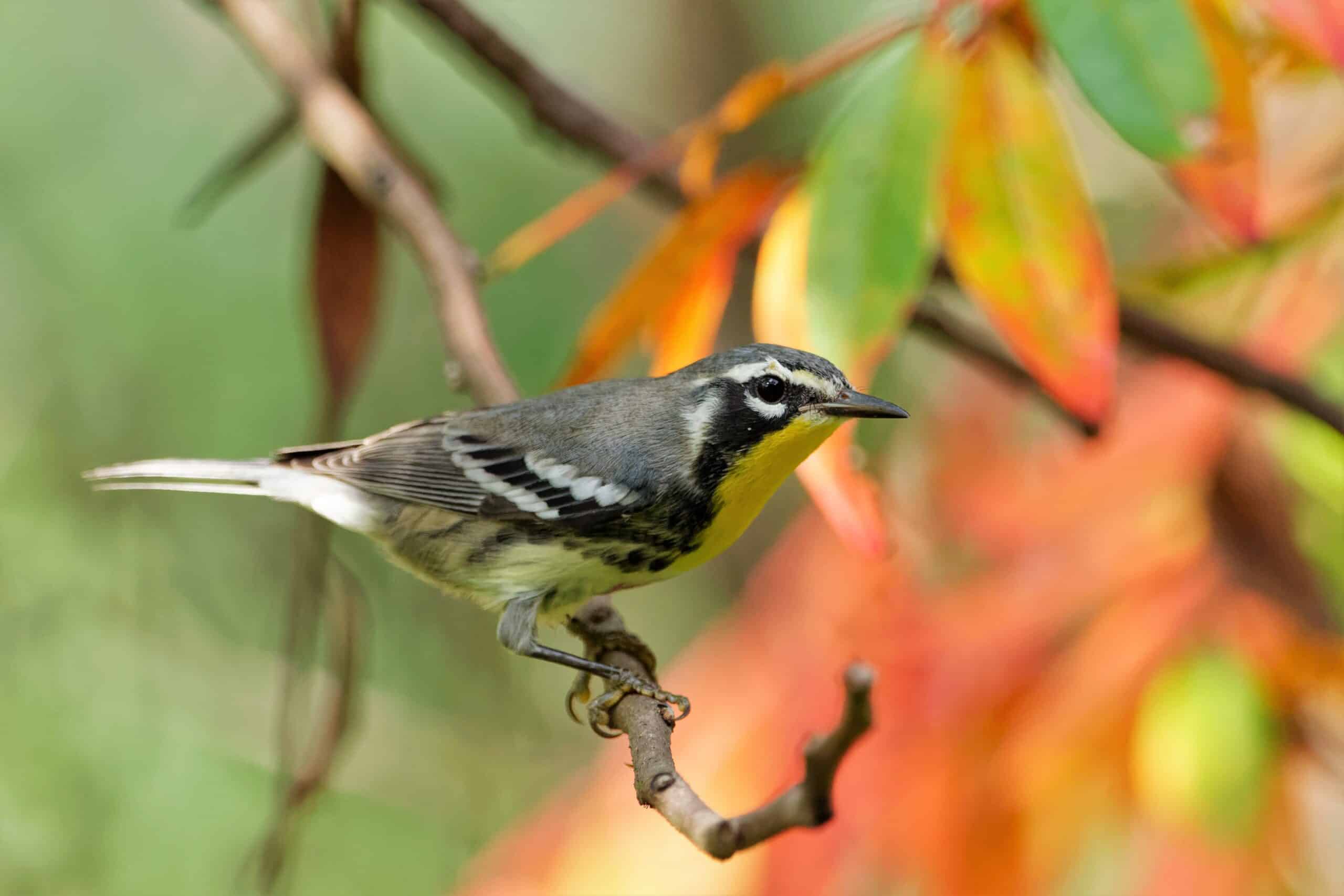 Yellow-throatedWarbler_JenniferHoneycutt