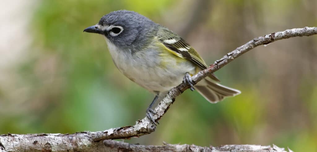 Blue -headed vireo bird on a branch