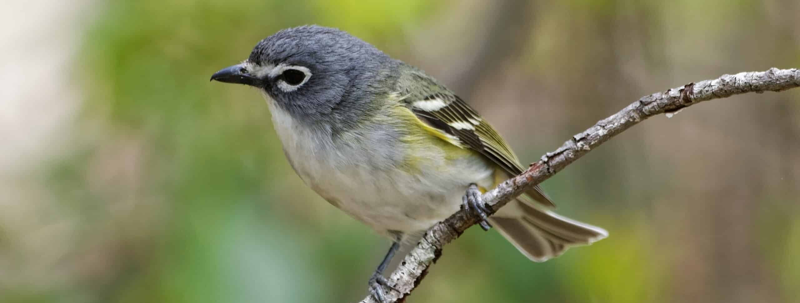 Blue -headed vireo bird on a branch