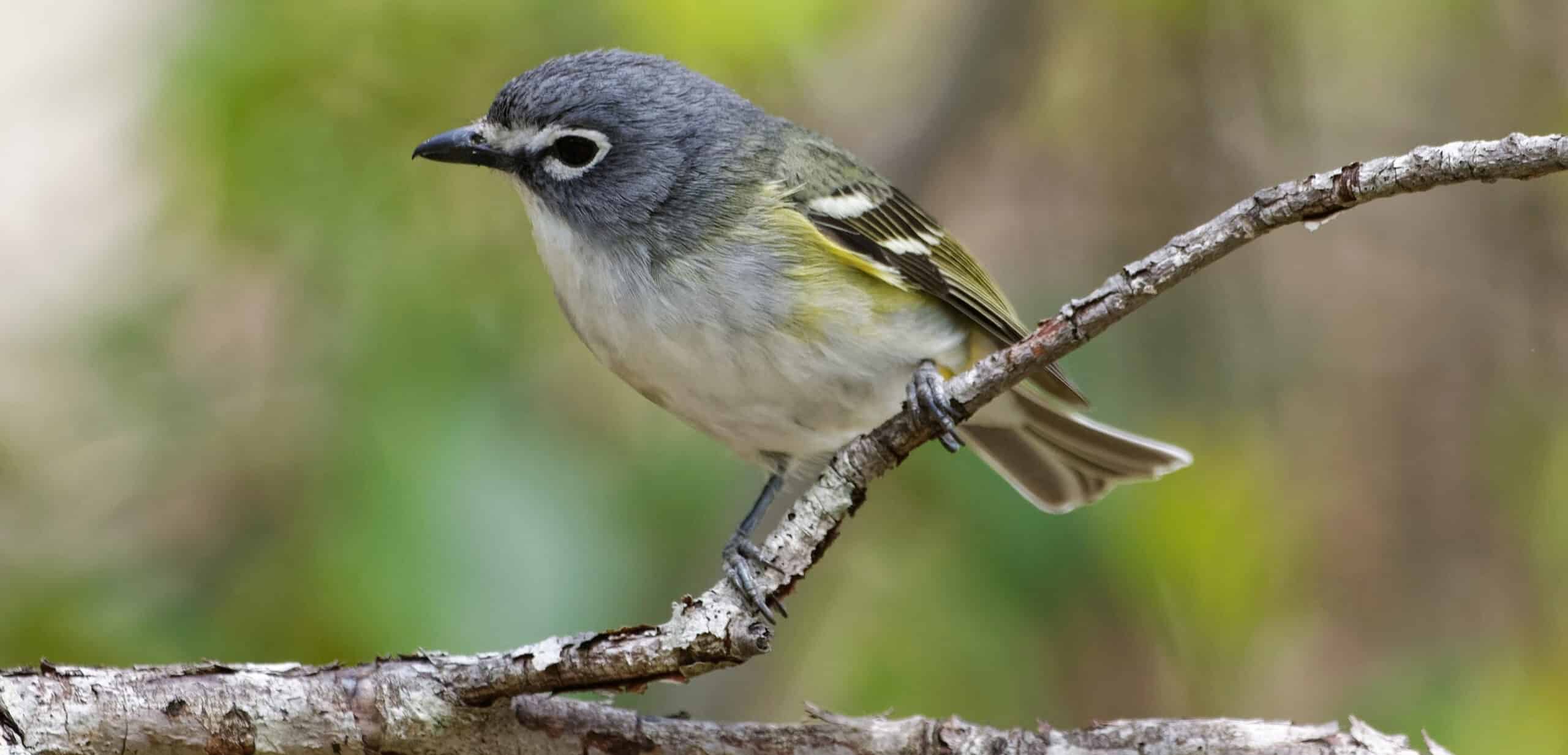 Blue -headed vireo bird on a branch